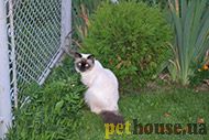 https://pethouse.ua/assets/images/testimonials/h2l5jkhl635h3.jpg