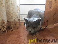 https://pethouse.ua/assets/images/testimonials/hl2jh63l56h3l.jpg