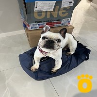 https://pethouse.ua/assets/images/testimonials/Маруся_1750941787.jpg