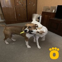 https://pethouse.ua/assets/images/testimonials/лютий-дора_2_1755775815.jpg