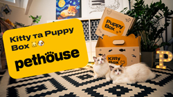 Kitty & Puppy Boxes