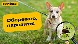 Обработка от паразитов. Как защитить любимца
