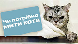 Чи потрібно купати кота?
