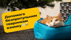 Як допомогти безпритульним тваринкам взимку