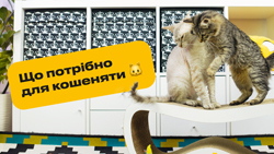 Що потрібно для кошеняти?