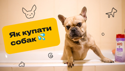 Як правильно купати собак?