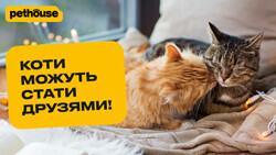 Як познайомити котів. Перевірені життєхитрики