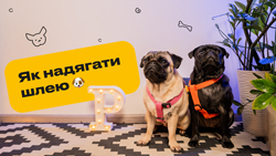 Як правильно надягати шлею