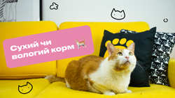 Відмінності сухого та вологого корму