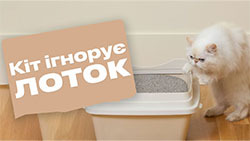 Кот ходит в туалет не туда: причины и как с этим бороться