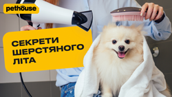 Літній догляд за шерстю: стрижка, вичісування, алергії