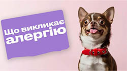 Аллергия у кошек и собак