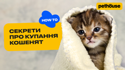 Як покупати кошеня без стресу Як покупати кошеня без стресу