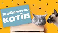 Как познакомить кошек?