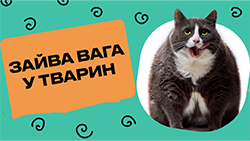 Зайва вага у котів та собак