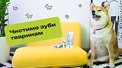 Как чистить зубы животным?