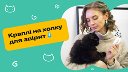 Як користуватися краплями на холку?