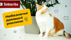 Опасные для животных домашние растения