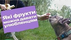 Фрукти для котів і собак Фрукти для котів і собак