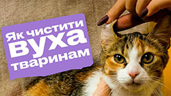 Як чистити вуха котам і собакам?