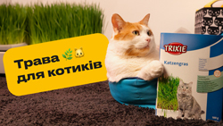 Как прорастить траву для котиков