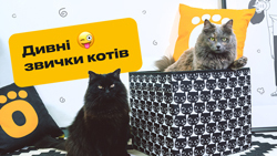 ТОП-6 дивних звичок котів