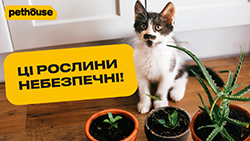 Небезпечні для тварин домашні рослини