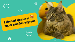 Цікаві факти про мейн-кунів