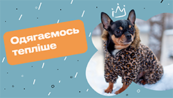 Зимовий одяг для улюбленців: кому та який потрібен