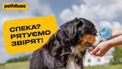 5 способів охолодити тварину в спеку