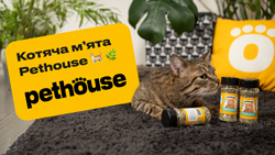 Кошачья мята Pethouse