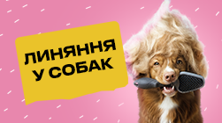 Линяння у собак та все, що варто про нього знати
