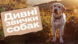 Топ дивних звичок собак