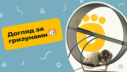 Регулярний догляд за гризунами