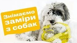 Як правильно зняти мірки із собаки?