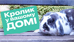 Що потрібно знати перед перед тим, як заводити кролика?