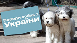 Українські породи собак
