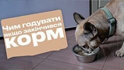 Чем кормить собак и кошек, если нет корма?