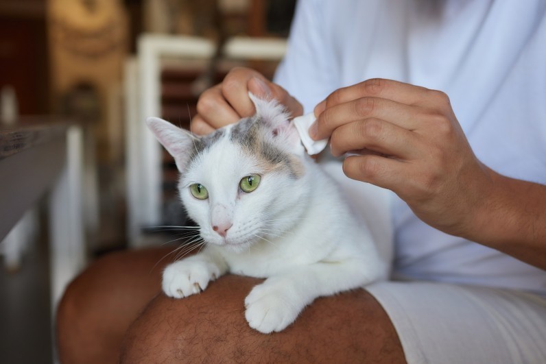 Как чистить уши кошке