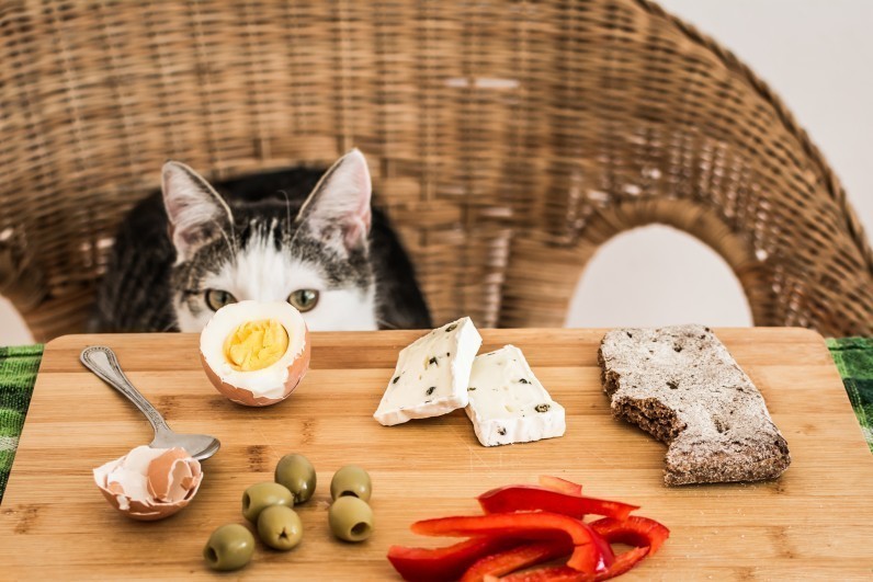 Что нельзя есть кошкам: запрещенные продукты для кошек