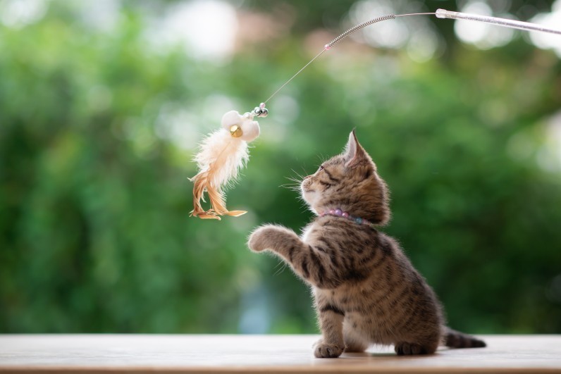 Что нужно для котенка
