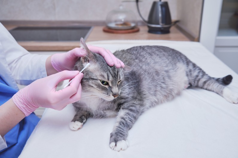 Ушной клещ у кошек: симптомы, лечение и профилактика отодектоза